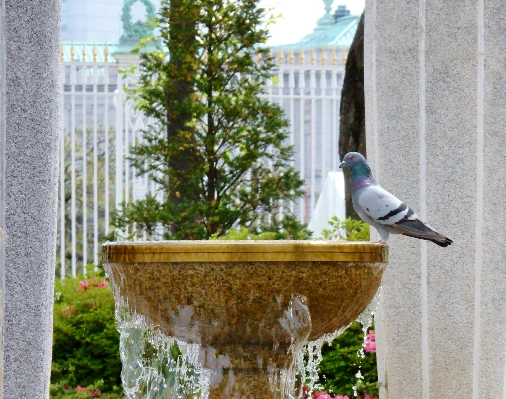 若葉東公園の鳩