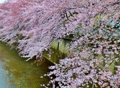 2016石神井川の桜1