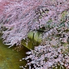 2016石神井川の桜1