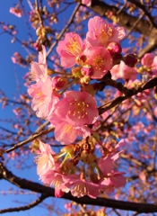 河津桜咲いてます