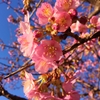 河津桜咲いてます