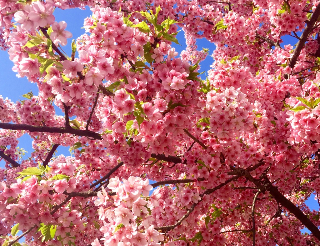 河津桜 満開