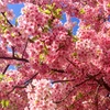 河津桜 満開