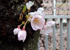 桜の雄蕊雌蕊