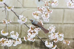 ヒヨドリと桜