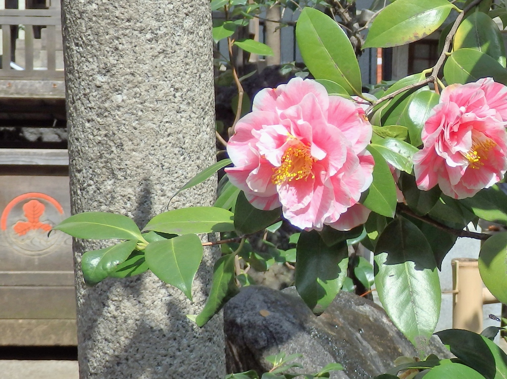 恵比寿神社の雪小国_椿