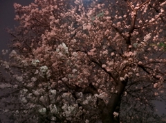 2016石神井川の桜4