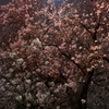 2016石神井川の桜4