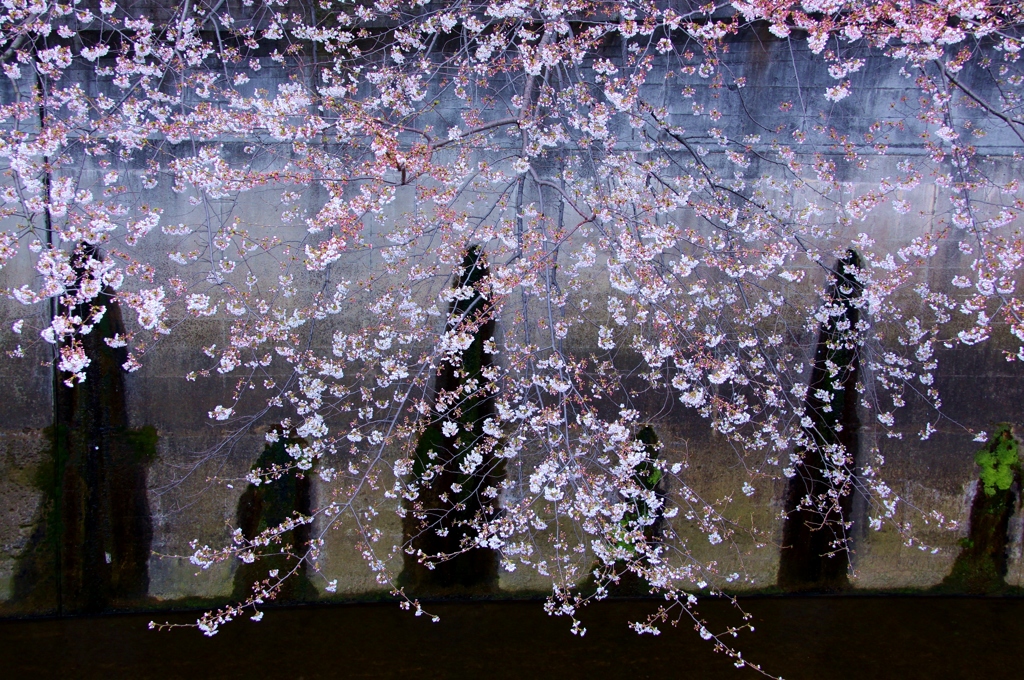 石神井川の桜