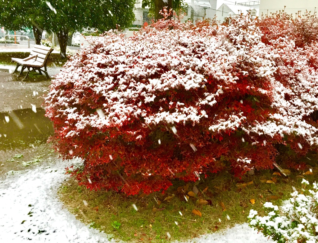 11月の雪