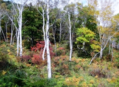 白樺と紅葉