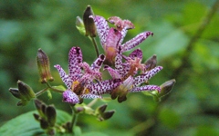 秋の公園の花