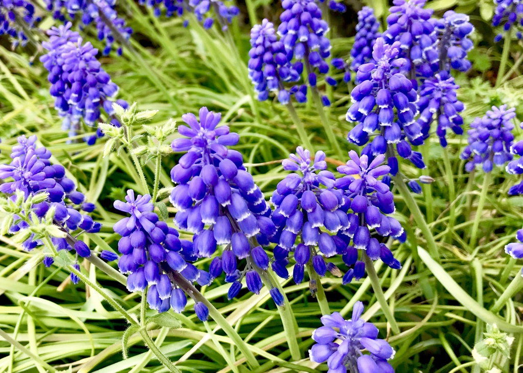 この花なんだろう