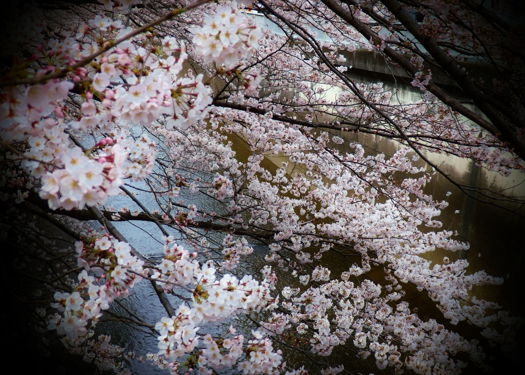 桜アート