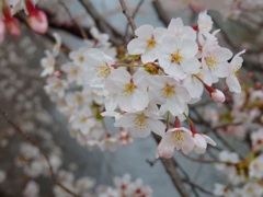 桜2