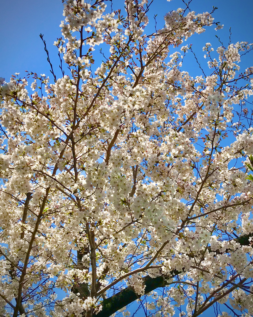 2021年の東京の桜、もうすぐ満開