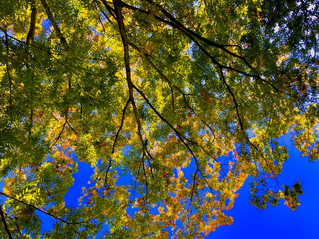 上野の森