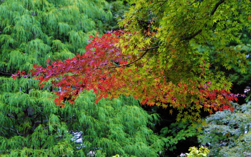 公園の秋