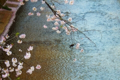 今年の桜も散りはじめ