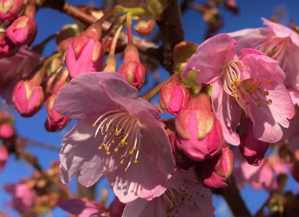 河津桜