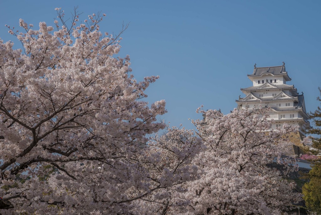 満開姫路城