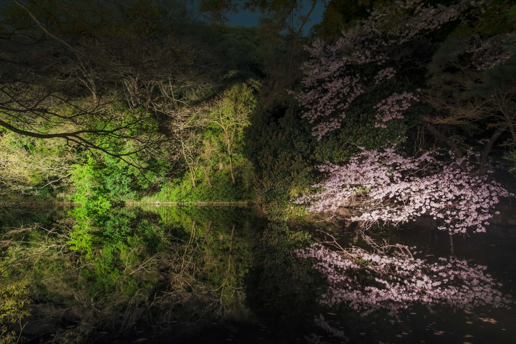 栗林公園桜ライトアップ