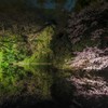 栗林公園桜ライトアップ