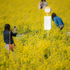 菜の花バス