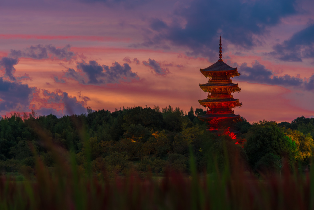 夕焼けの赤米と五重塔