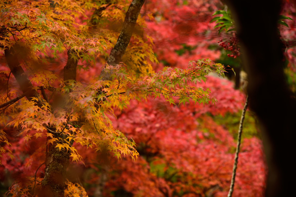 宝福寺２