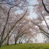 空と桜と芝生と