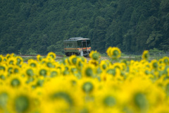 ひまわり電車