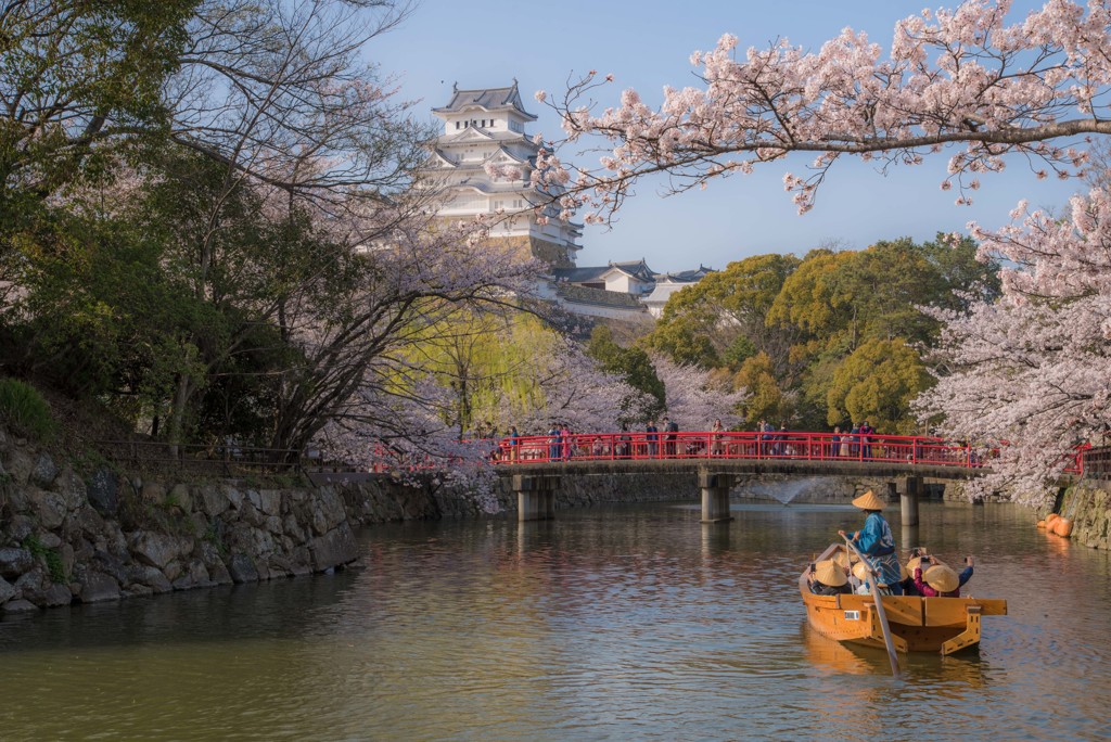 姫路城の桜