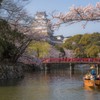 姫路城の桜