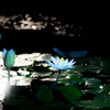 night flower