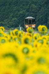 ローカル線とひまわり