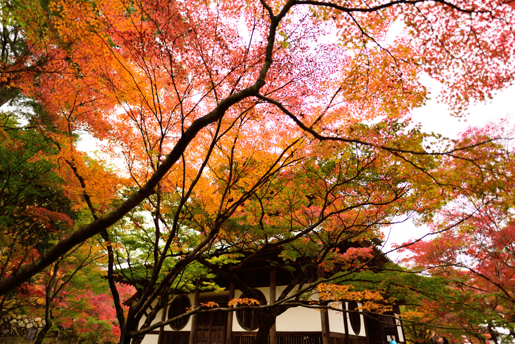 宝福寺の色づき