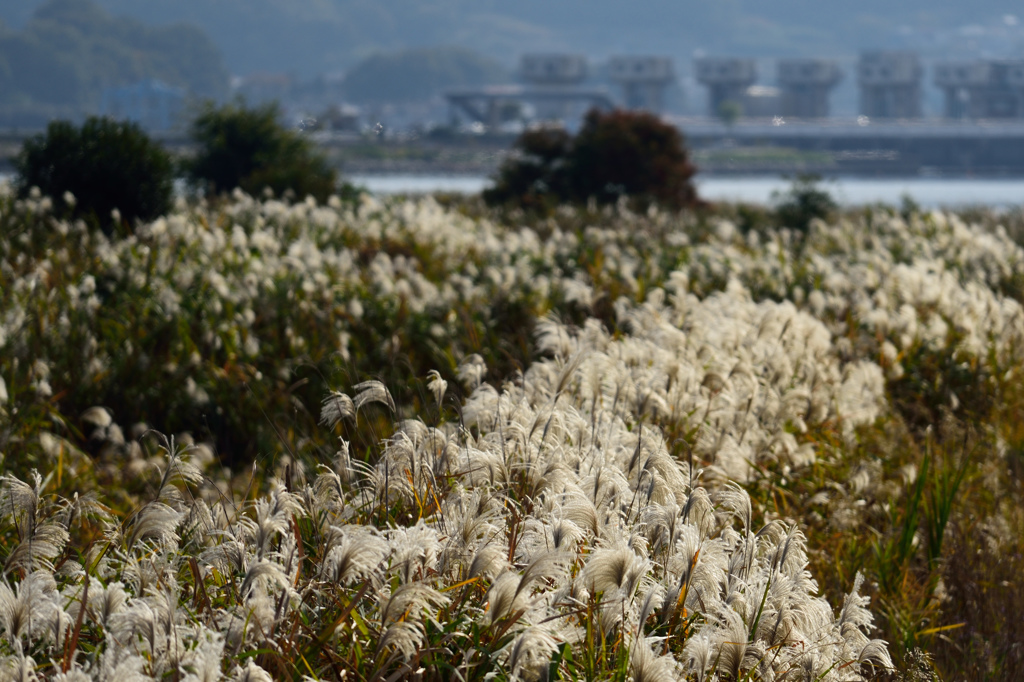児島湖のススキ