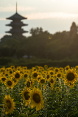 夕立ちのあと