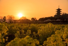 夕日に染まる菜の花畑