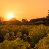 夕日に染まる菜の花畑