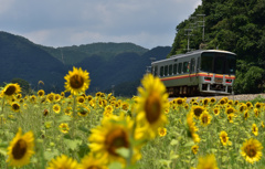 ひまわり電車２