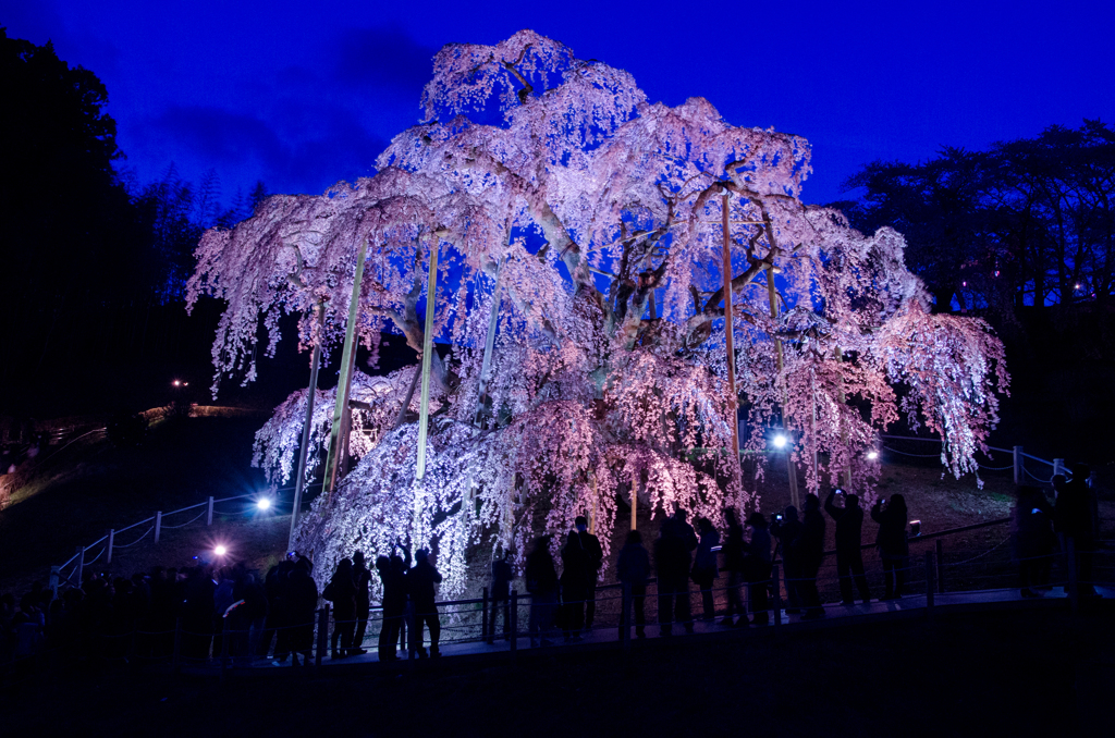 三春滝桜2014