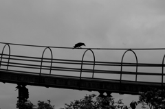 カラス