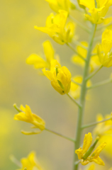 菜の花