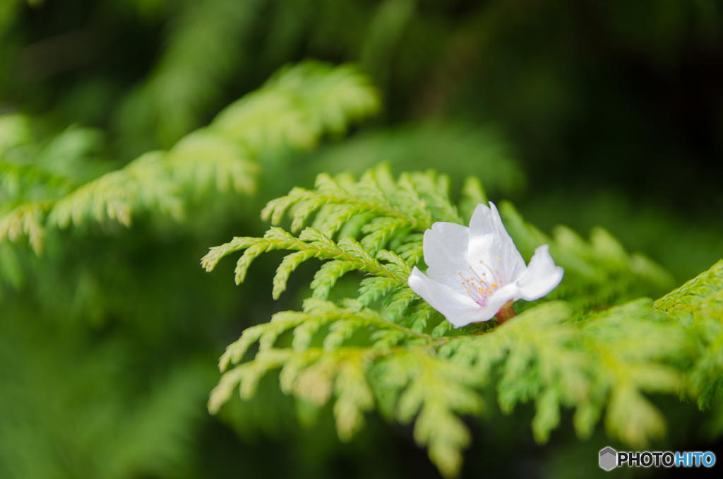 落花