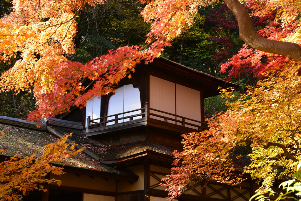 横浜三渓園にて
