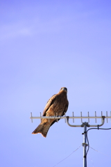 鳶