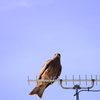 鳶