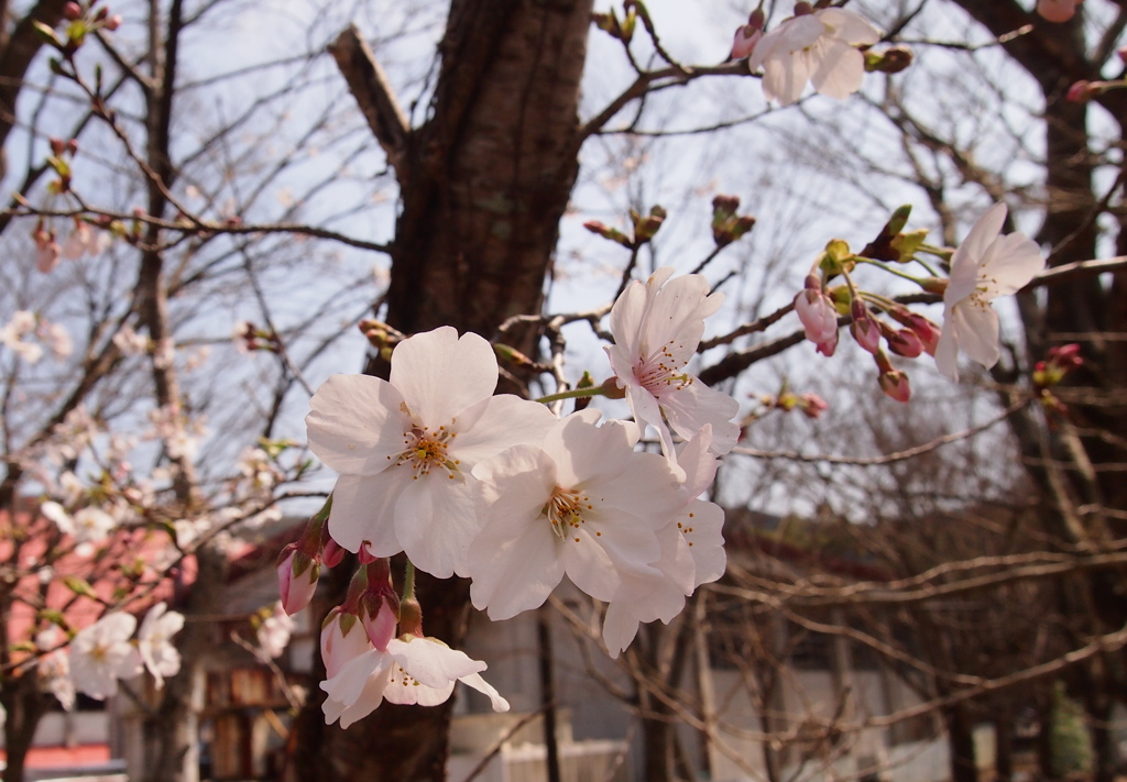 2024年　桜①